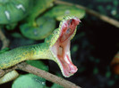 animal_0070