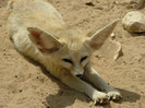 animal_0072
