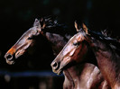 animal_0081