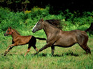 animal_0082