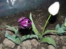 P1020699