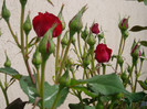 8 mai