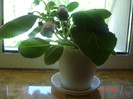 gloxina