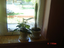 gloxina si cactus