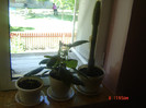 gloxine si cactus
