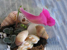 Sinningia Mercury
