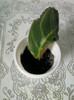 8 mai 2012-flori 031