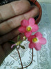 8 mai 2012-flori 032