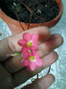 8 mai 2012-flori 033