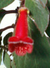 8 mai 2012-flori 029