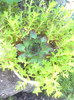 sedum
