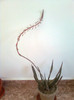 gasteria cu floare