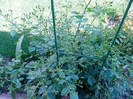 P1010053