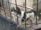 roco mascul