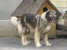 molda