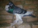 Image016