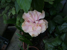 DSC08650