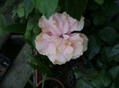 DSC08651