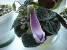 P1130174