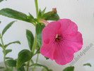 Achimenes Rosa Charm