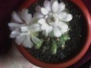 Flori-Gymnocalycium