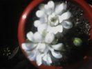 Flori-Gymnocalycium