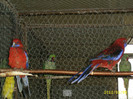 Rosella Penant