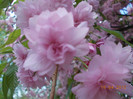 DSCN0664