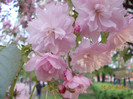 DSCN0665