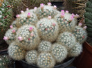 DSCF0152