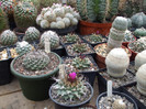 DSCF0203