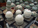 DSCF0205
