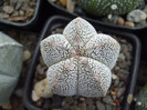 DSCF0211