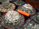 DSCF0212
