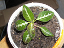ruellia portellae