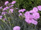 DSC01019