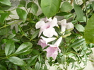 Pandorea jasminoides