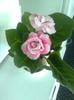 roza dubla 9.5.2012