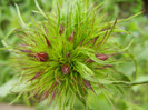 Dianthus barbatus (2012, May 09)