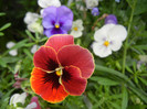 Pansies (2012, May 09)