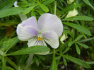 Pansy (2012, May 09)