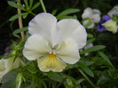 Pansy (2012, May 09)