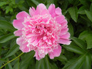 Peony. Bujor (2012, May 04)