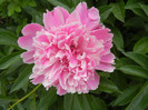 Peony. Bujor (2012, May 08)