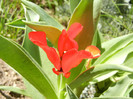 Red Tulip, black base (2012, April 22)