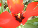 Red Tulip, black base (2012, April 26)