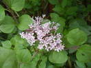 Syringa patula Miss Kim (2012, May 08)