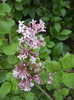 Syringa patula Miss Kim (2012, May 08)