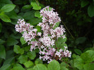 Syringa patula Miss Kim (2012, May 09)