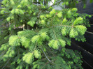 Picea abies_Molid (2012, May 03)